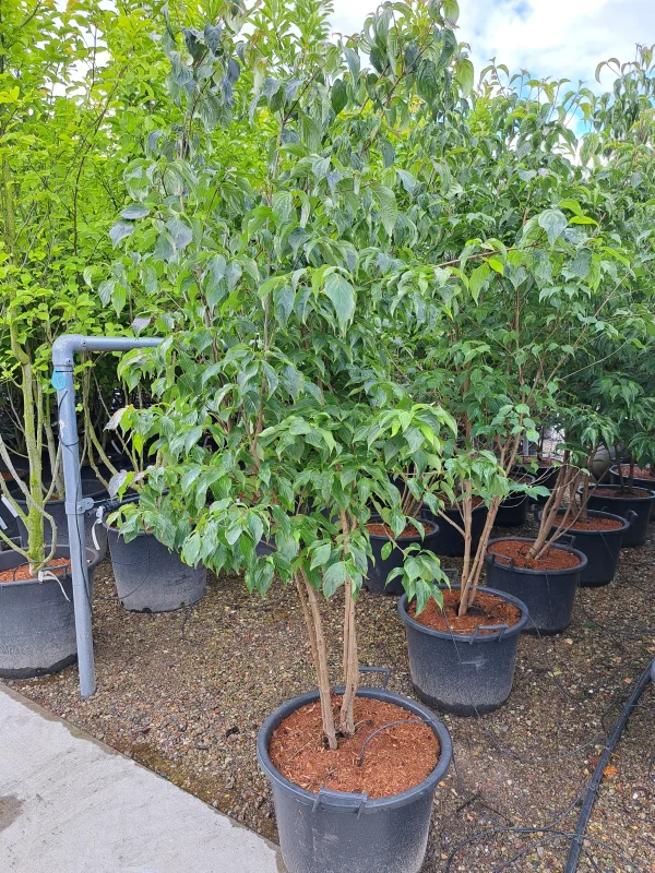 Cornus Kousa Chinensis Meerstammig (Kornoelje)-3