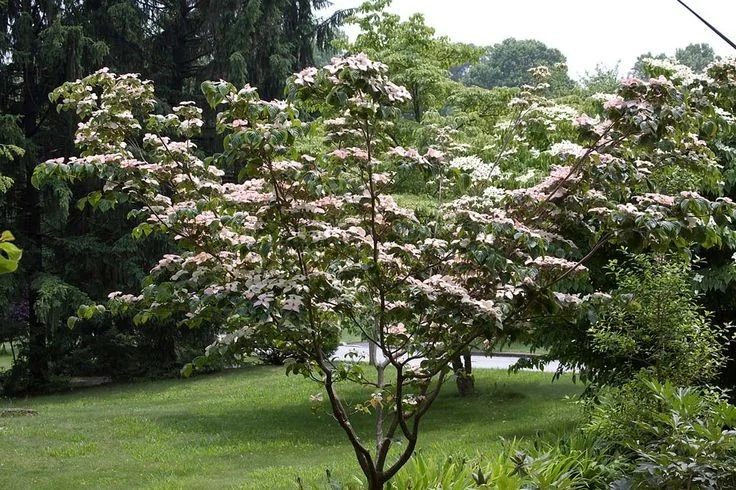 Cornus Kousa Chinensis Meerstammig (Kornoelje)-5