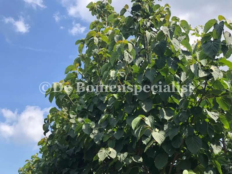 Davidia Involucrata Meerstammig (Vaantjesboom)-1