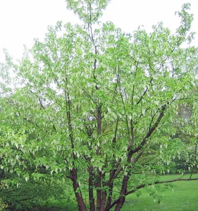 Davidia Involucrata Mehrstämmig (Taschentuchbaum)