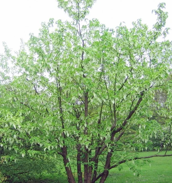 Davidia Involucrata Meerstammig (Vaantjesboom)