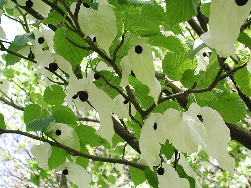 Davidia Involucrata Meerstammig (Vaantjesboom)-3
