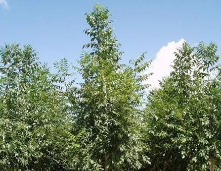 Fraxinus Excelsior Westhof's Glorie Meerstammig (Gewone Es)-1