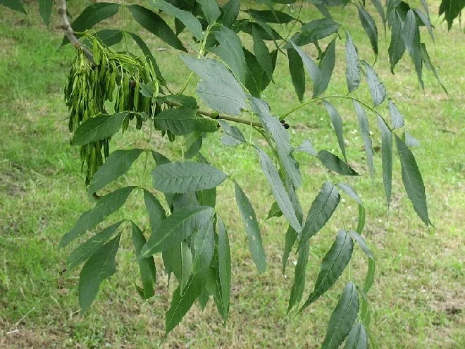 Fraxinus Excelsior Westhof's Glorie Meerstammig (Gewone Es)-2