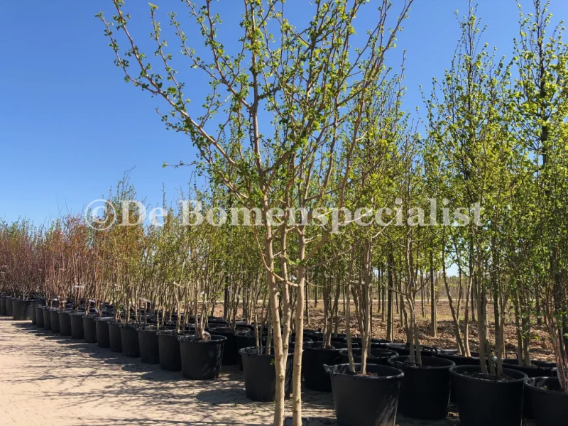 Ginkgo Biloba Meerstammig (Japanse Notenboom)-1