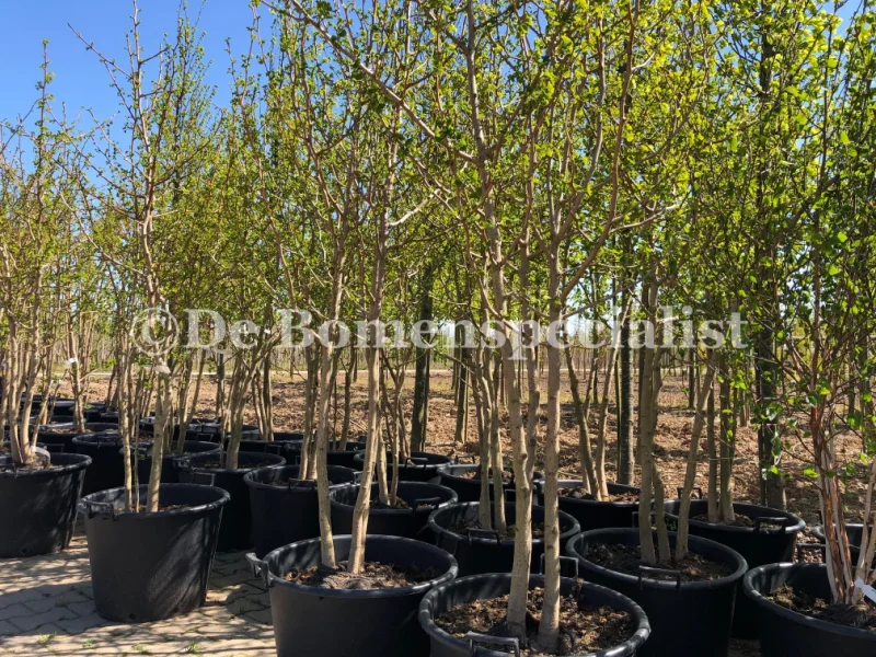 Ginkgo Biloba Meerstammig (Japanse Notenboom)-2