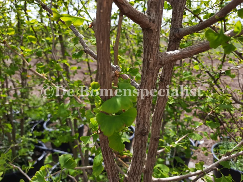 Ginkgo Biloba Meerstammig (Japanse Notenboom)-3