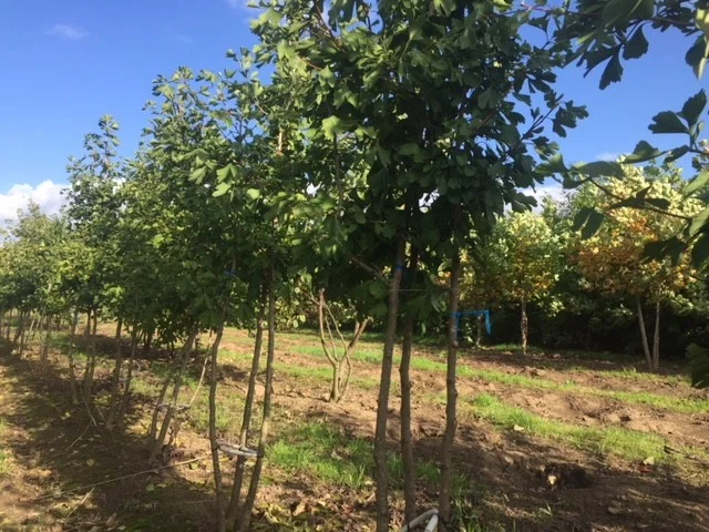 Ginkgo Biloba Meerstammig (Japanse Notenboom)-4