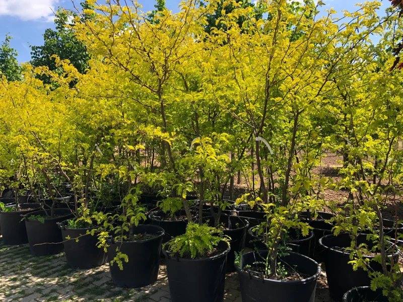 Gleditsia Triacanthos Sunburst Meerstammig (Valse Christusdoorn)-1