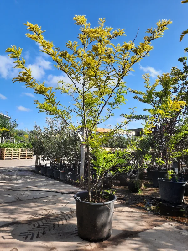 Gleditsia Triacanthos Sunburst Meerstammig (Valse Christusdoorn)-2