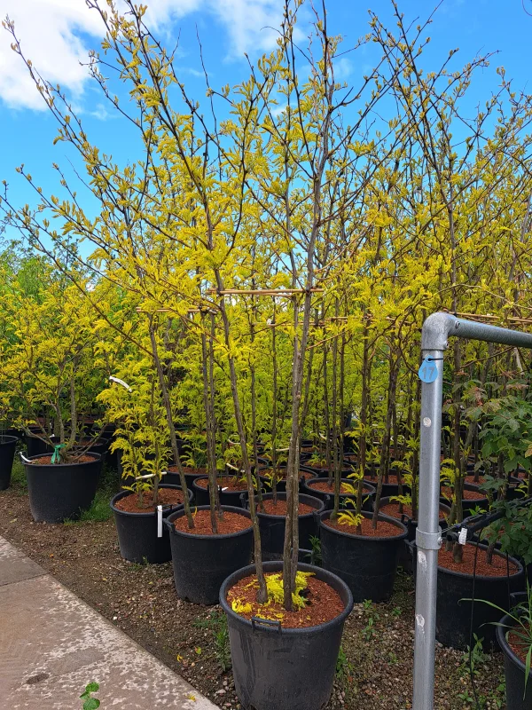 Gleditsia Triacanthos Sunburst Meerstammig (Valse Christusdoorn)-3