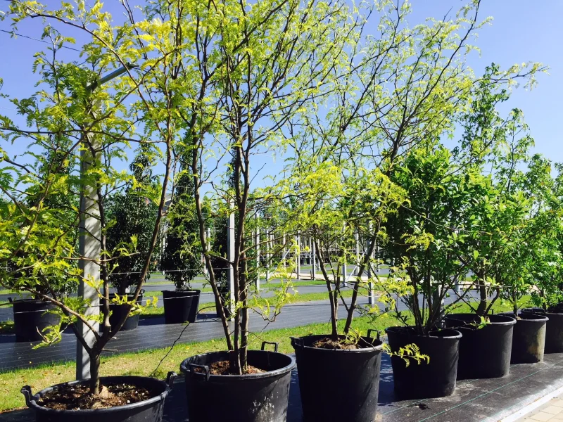 Gleditsia Triacanthos Sunburst Meerstammig (Valse Christusdoorn)-4