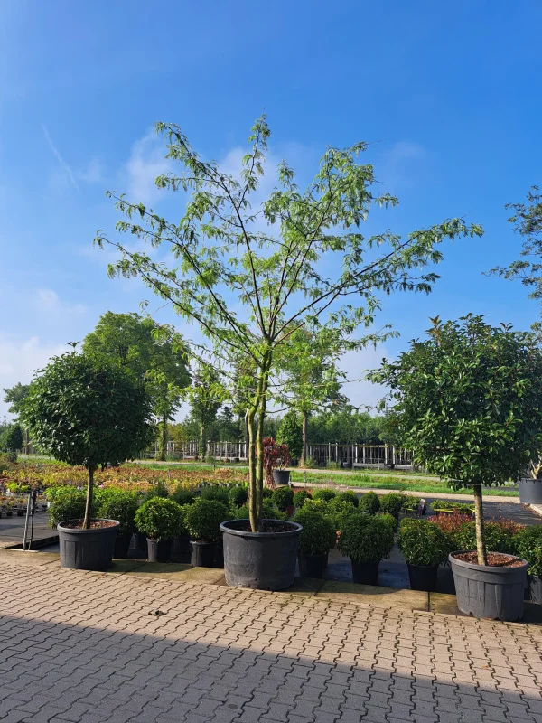 Gleditsia Triacanthos F. Inermis Meerstammig (Doornloze Christusdoorn)-2