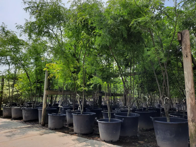 Gleditsia Triacanthos F. Inermis Meerstammig (Doornloze Christusdoorn)-3