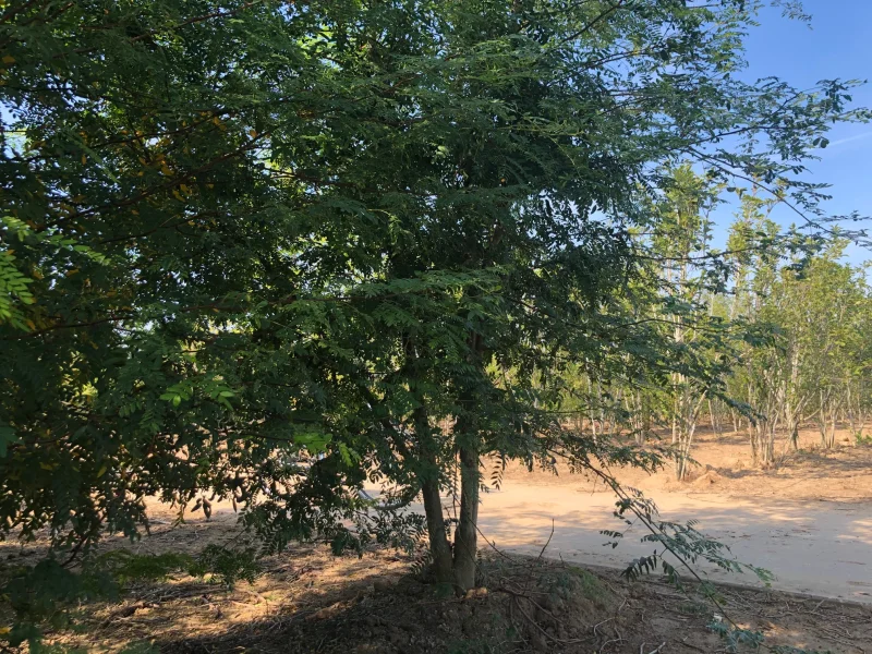 Gleditsia Triacanthos F. Inermis Meerstammig (Doornloze Christusdoorn)-4