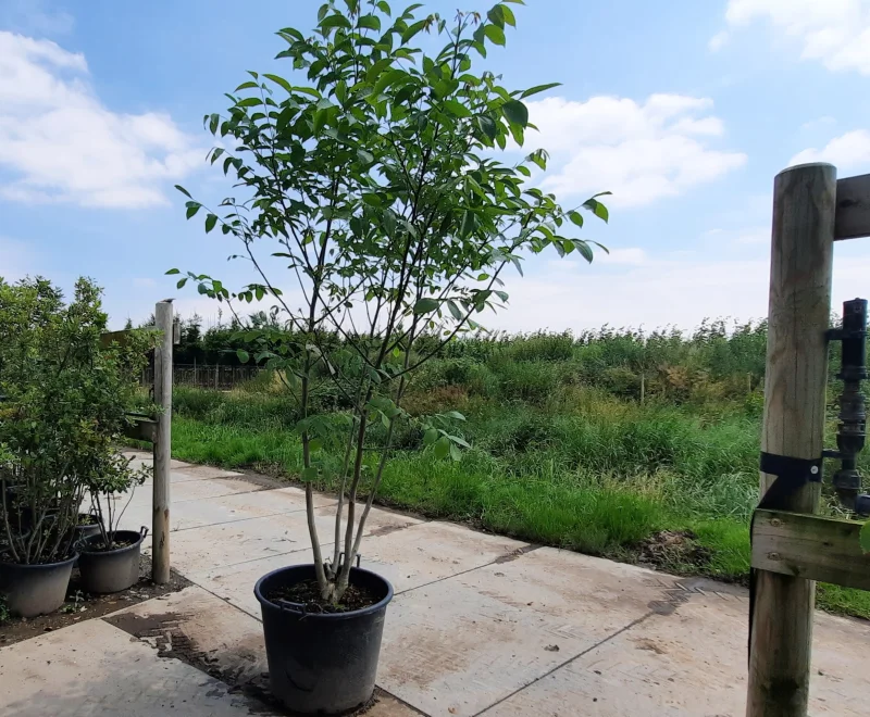 Juglans Regia Meerstammig (Walnoot / Okkernoot)-2