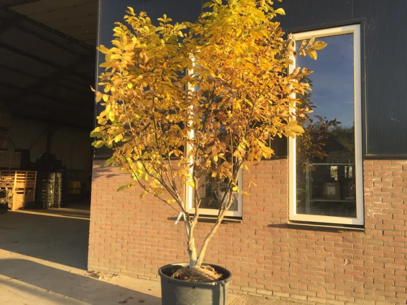 Juglans Regia Meerstammig (Walnoot / Okkernoot)-3
