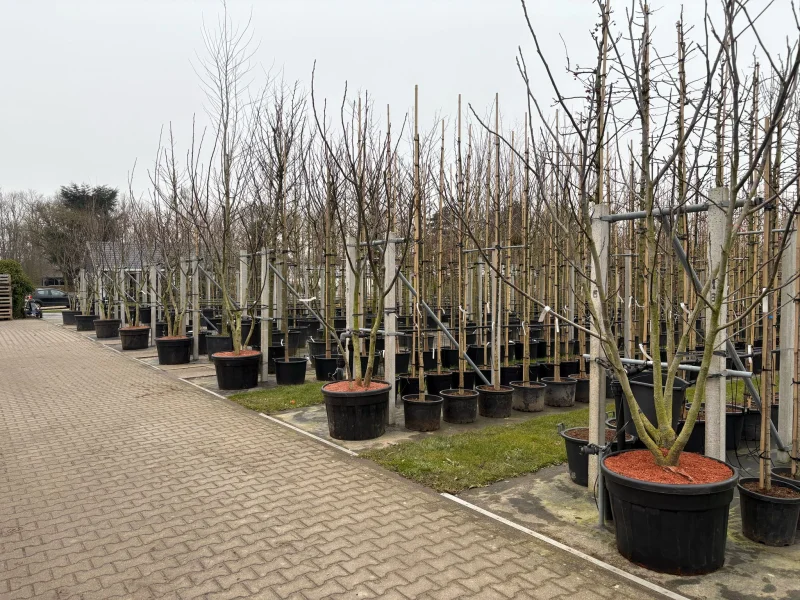 Juglans Regia Meerstammig (Walnoot / Okkernoot)-4