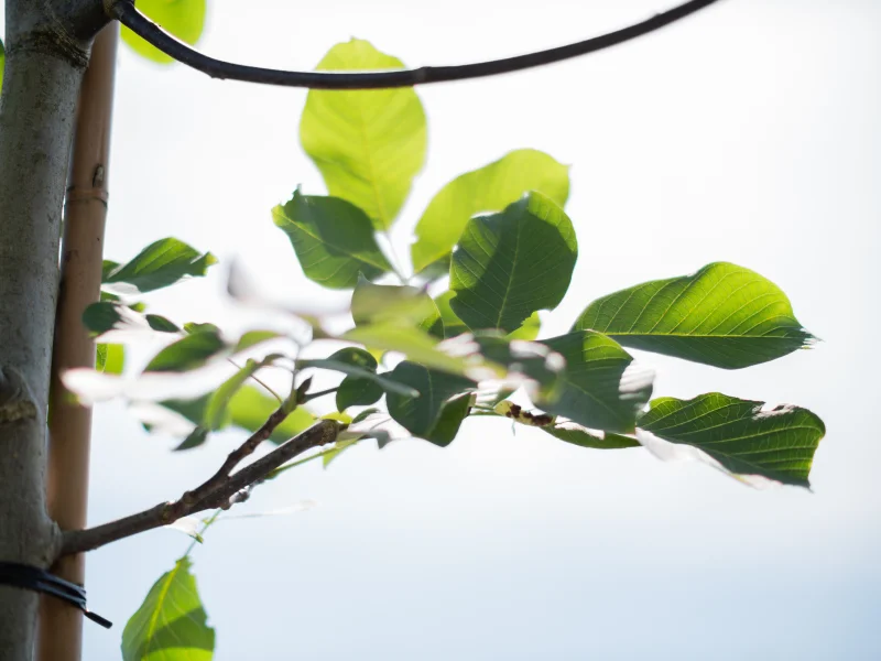 Juglans Regia Meerstammig (Walnoot / Okkernoot)-6