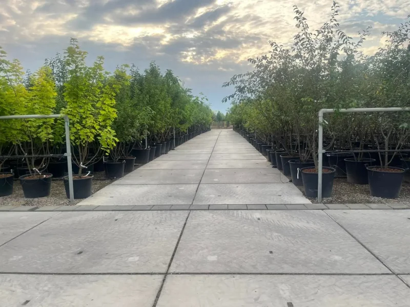 Juglans Regia Meerstammig (Walnoot / Okkernoot)-9