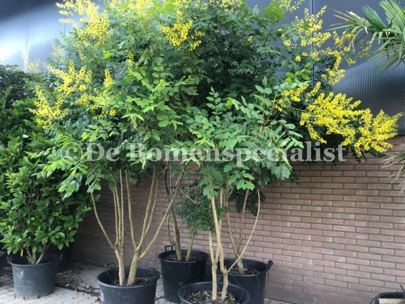 Koelreuteria Paniculata Meerstammig (Blazenboom)-3