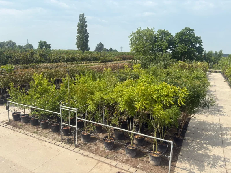 Koelreuteria Paniculata Meerstammig (Blazenboom)-4