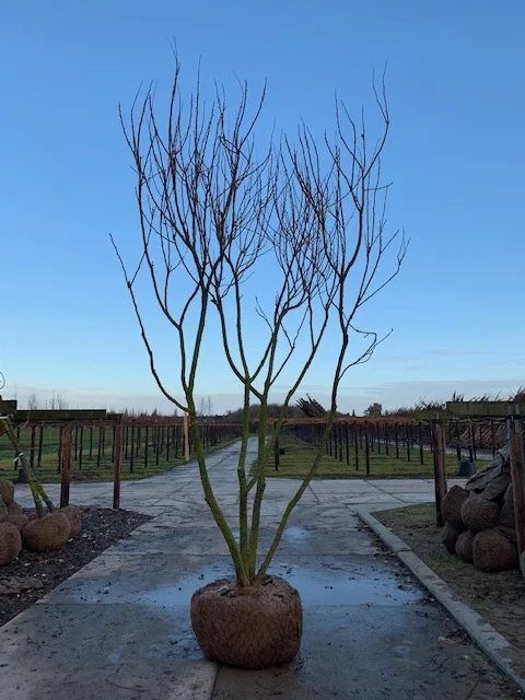 Koelreuteria Paniculata Meerstammig (Blazenboom)-7