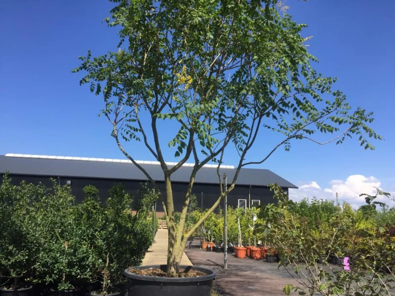 Koelreuteria Paniculata Meerstammig (Blazenboom)-8