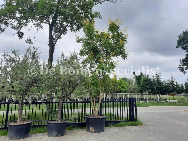 Koelreuteria Paniculata Meerstammig (Blazenboom)-9