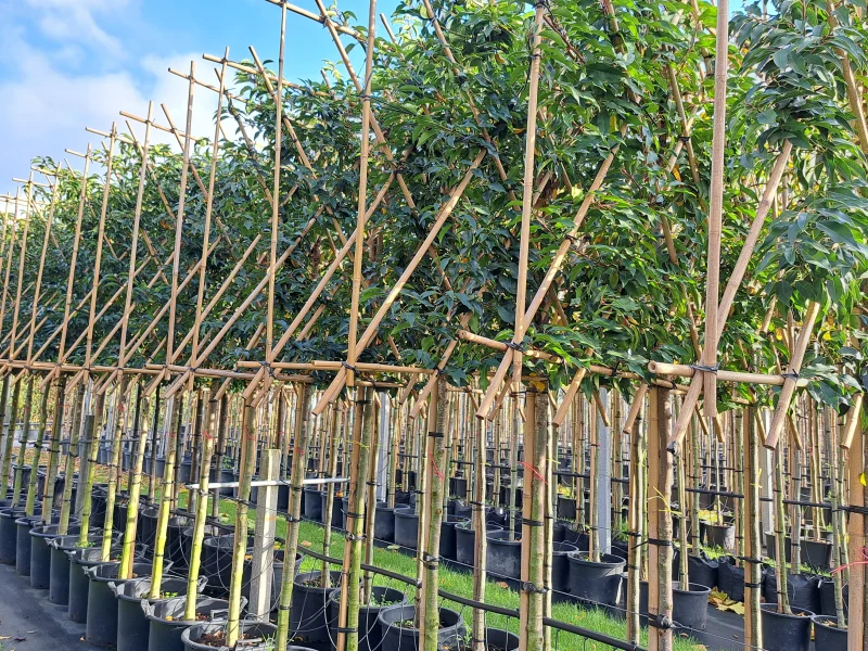 Prunus lusitanica leiboom (Portugese laurier leiboom)-2