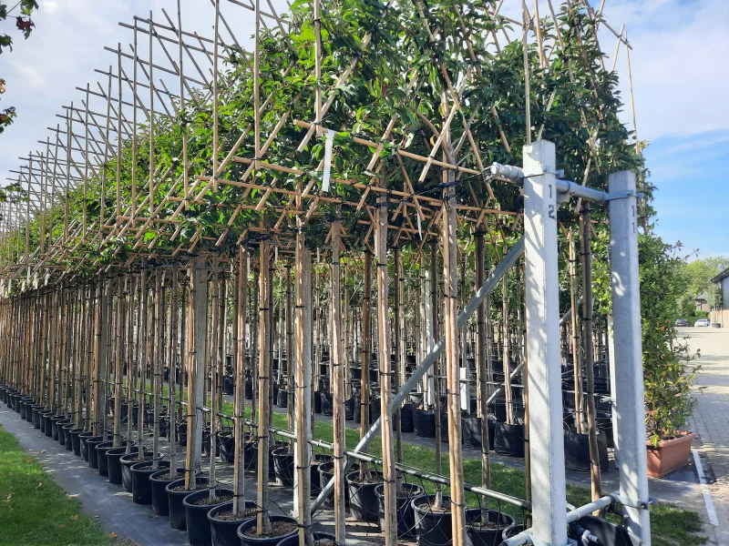 Prunus lusitanica leiboom (Portugese laurier leiboom)-3