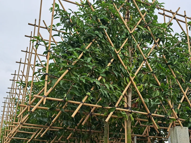 Prunus lusitanica leiboom (Portugese laurier leiboom)-4