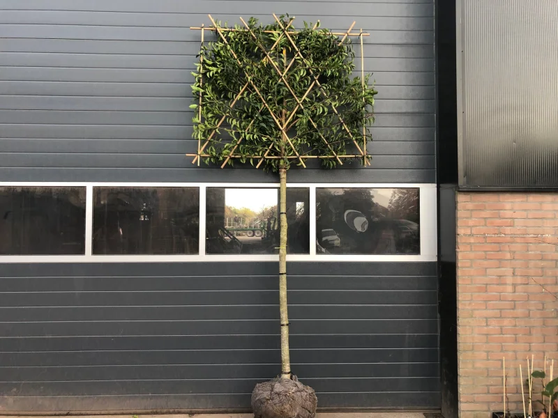 Prunus lusitanica leiboom (Portugese laurier leiboom)-5