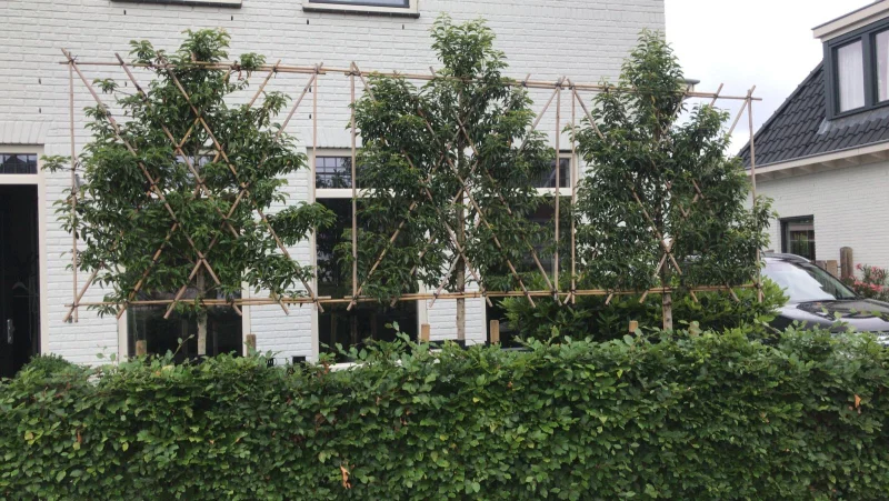 Prunus lusitanica leiboom (Portugese laurier leiboom)-7