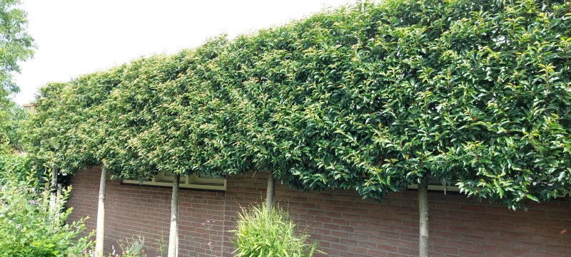 Prunus lusitanica leiboom (Portugese laurier leiboom)-9