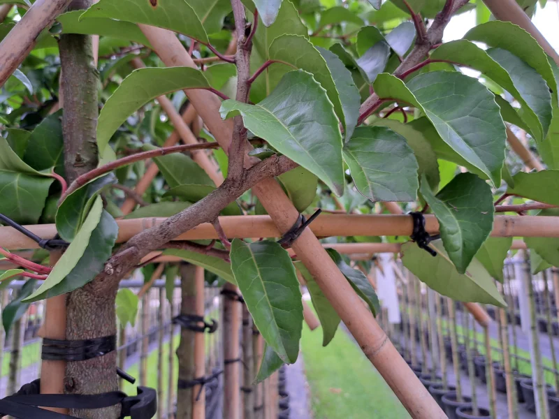 Prunus lusitanica leiboom (Portugese laurier leiboom)-10