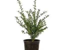 Ilex crenata ‘Convexa’ (Japanse Hulst)-1