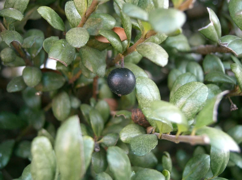 Ilex crenata ‘Convexa’ (Japanse Hulst)-2