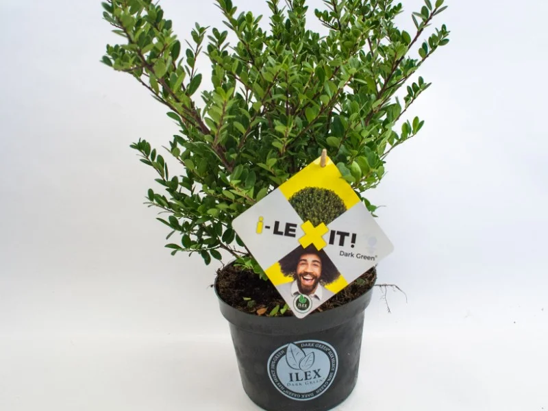 Ilex crenata 'Dark Green' (Japanse hulst)