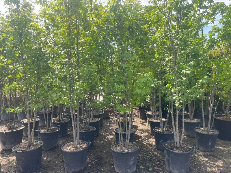 Liquidambar Styraciflua Worplesdon Meerstammig (Amberboom)-1