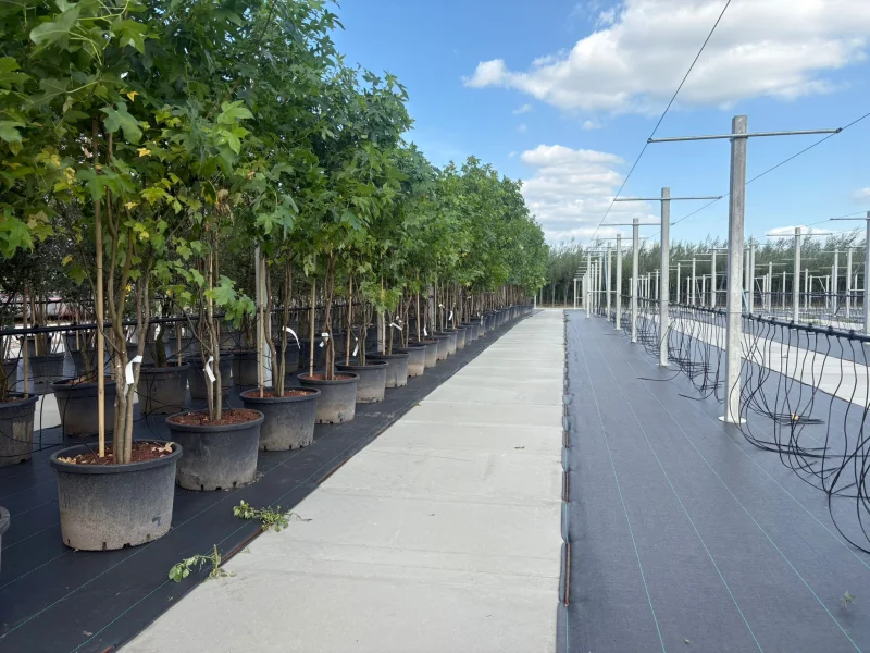 Liquidambar Styraciflua Worplesdon Meerstammig (Amberboom)-2