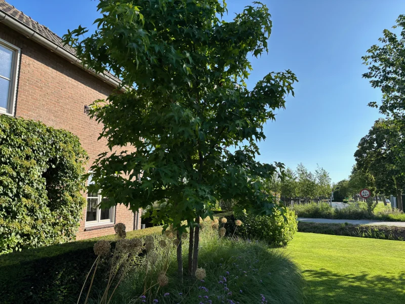 Liquidambar Styraciflua Worplesdon Meerstammig (Amberboom)-4