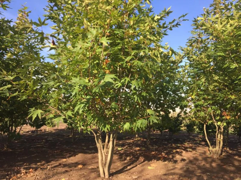 Liquidambar Styraciflua Worplesdon Meerstammig (Amberboom)-5