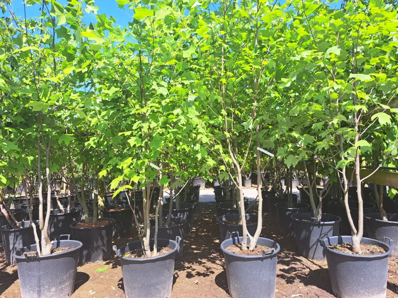 Liriodendron Tulipifera Meerstammig (Tulpenboom)-1
