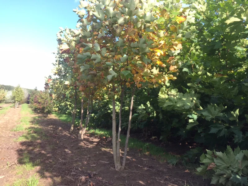 Liriodendron Tulipifera Meerstammig (Tulpenboom)-2