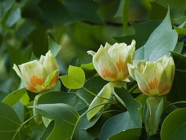 Liriodendron Tulipifera Meerstammig (Tulpenboom)-5