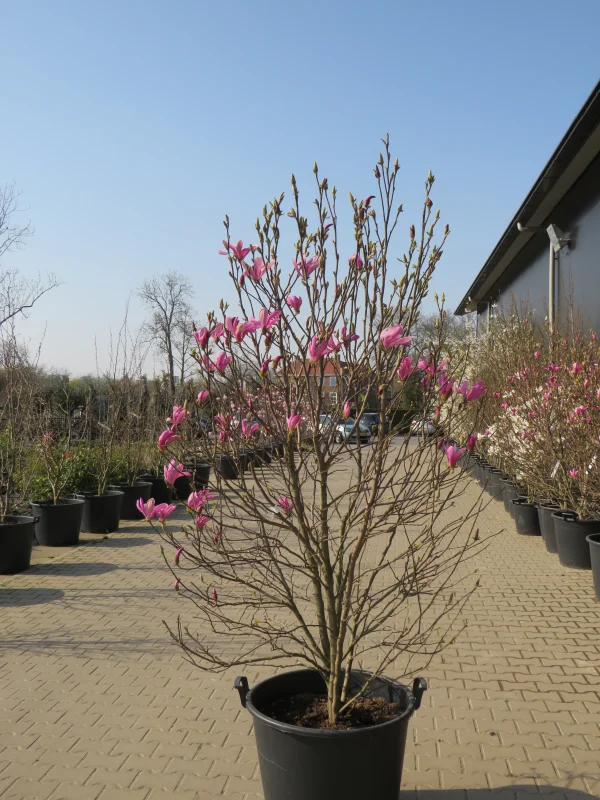Magnolia Susan Meerstammig ( Valse Tulpenboom / Beverboom)-1