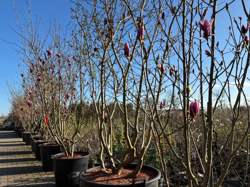 Magnolia Susan Meerstammig ( Valse Tulpenboom / Beverboom)-2