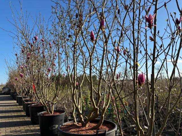 Magnolia Susan Mehrstämmig (Tulpen-Magnolie)