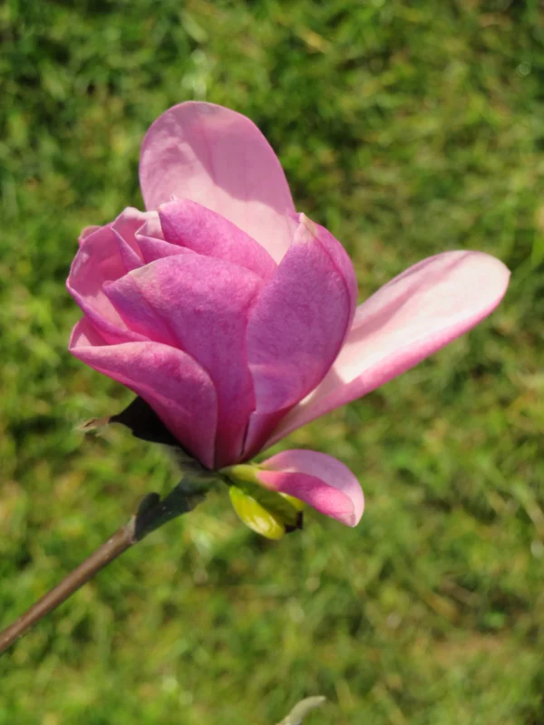 Magnolia Susan Meerstammig ( Valse Tulpenboom / Beverboom)-4